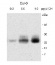 PSB33 | Rieske (2Fe-2S) domain-containing protein 